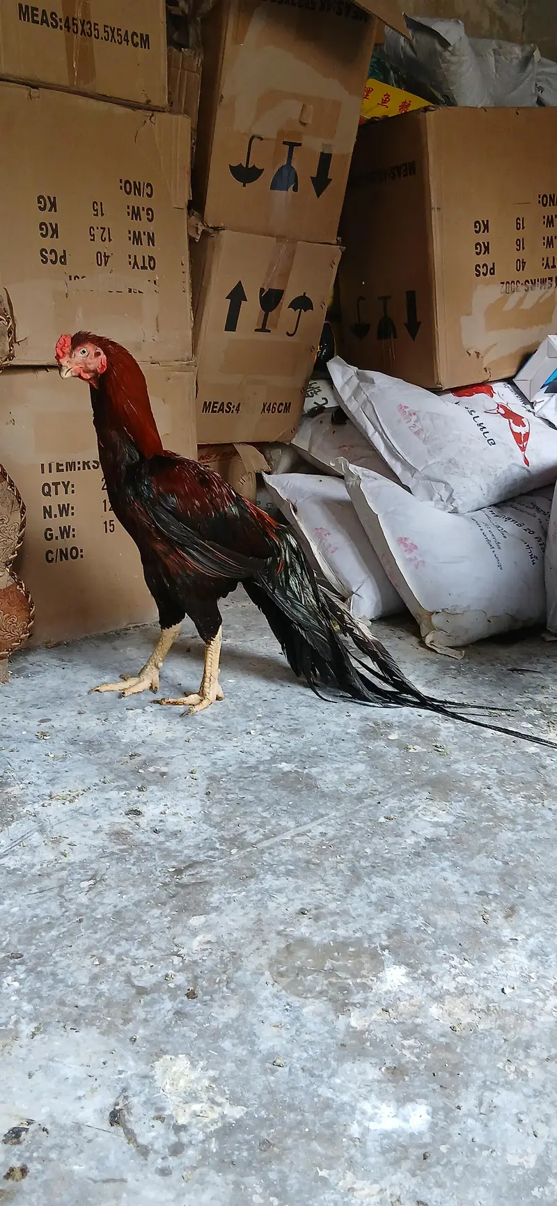 loan tail paroot beak aseel — photo 2