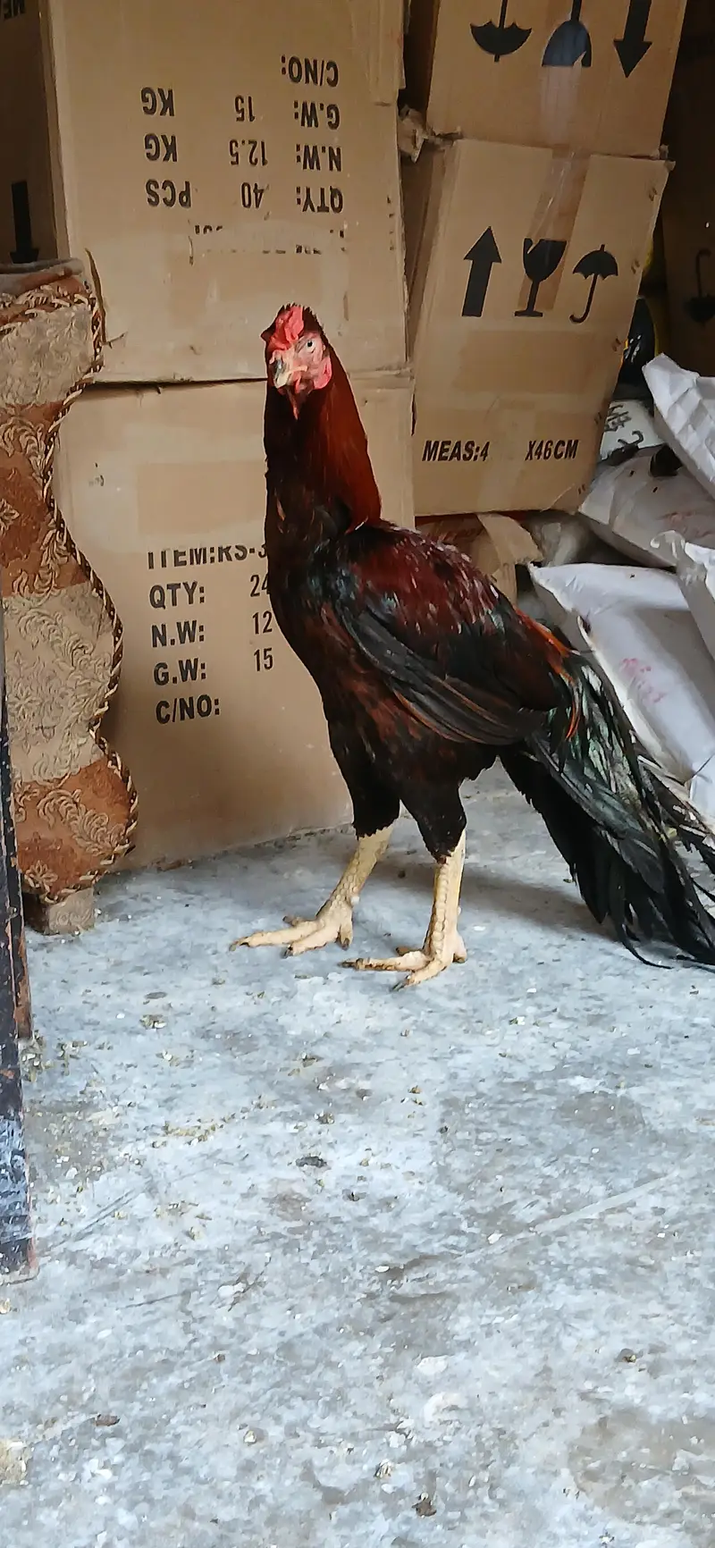 loan tail paroot beak aseel — photo 3