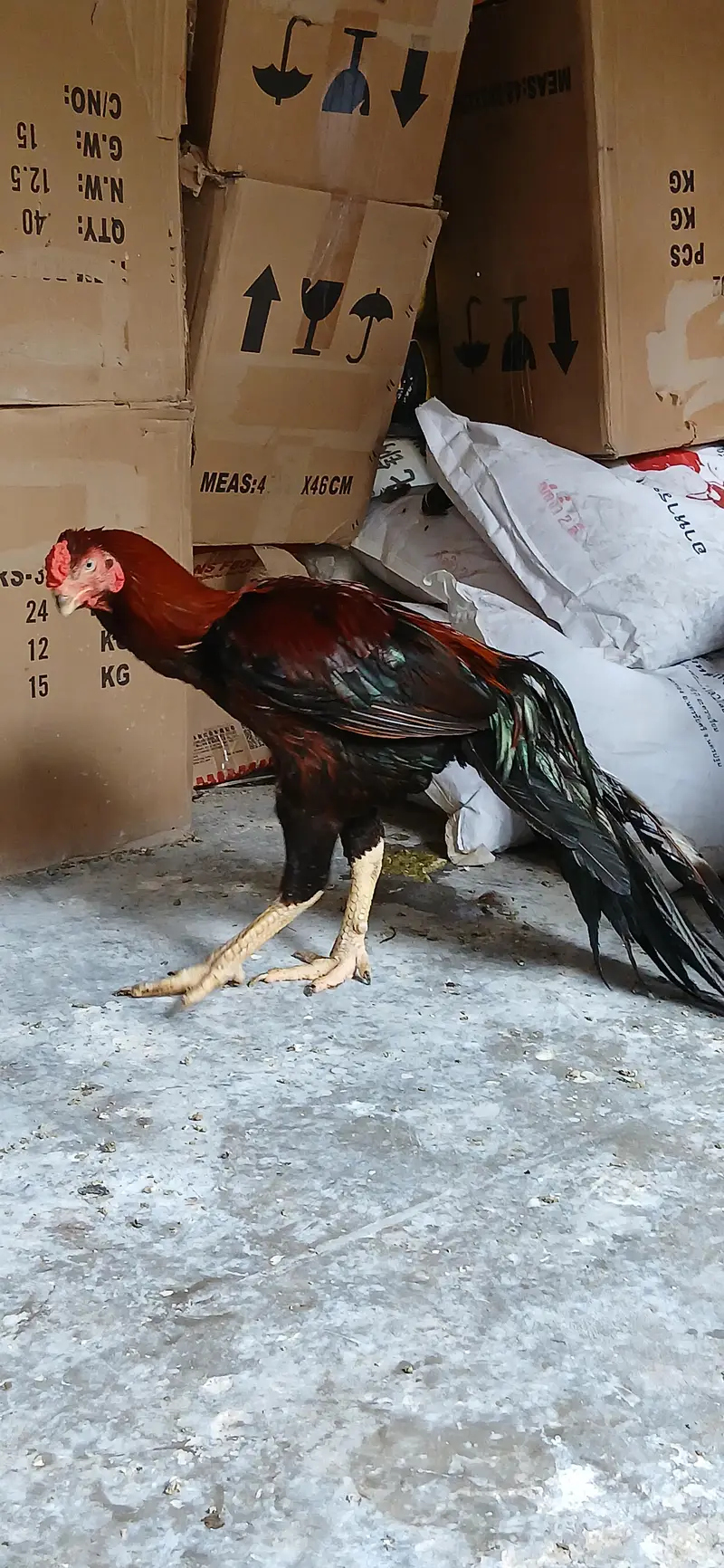 loan tail paroot beak aseel — photo 4