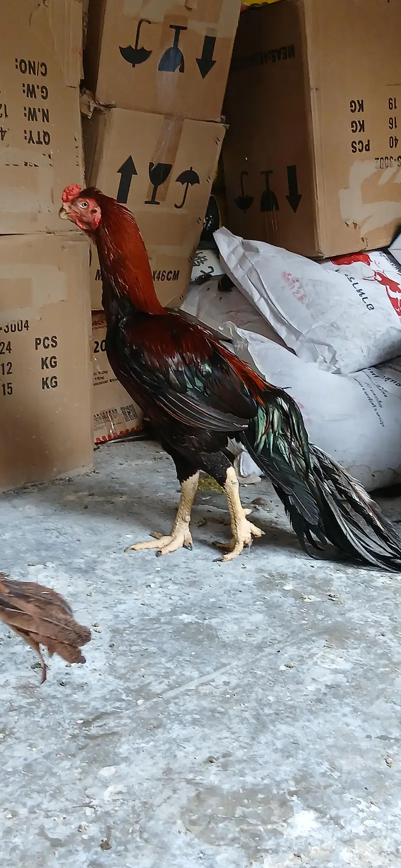 loan tail paroot beak aseel — photo 5