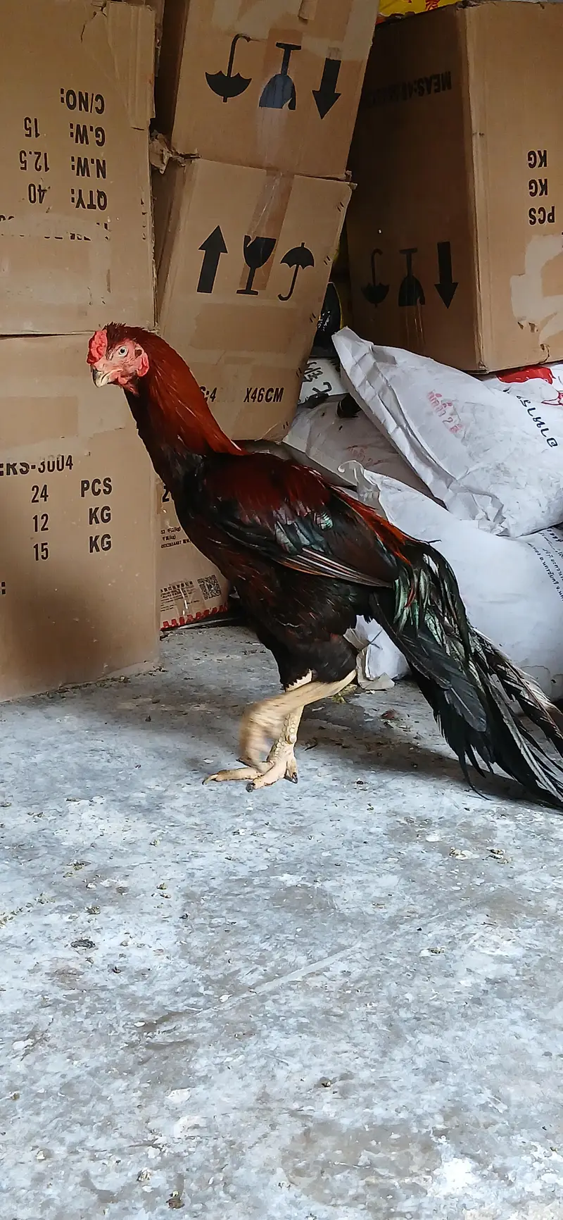 loan tail paroot beak aseel — photo 6