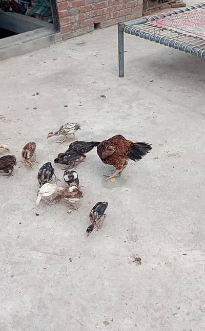 ​Aseel Chicks for Sale! 