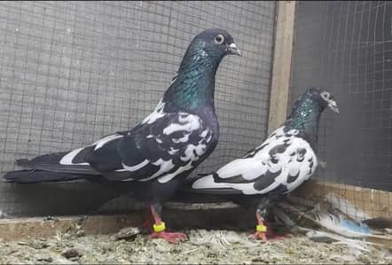 original rampuri pigeon 03262208104