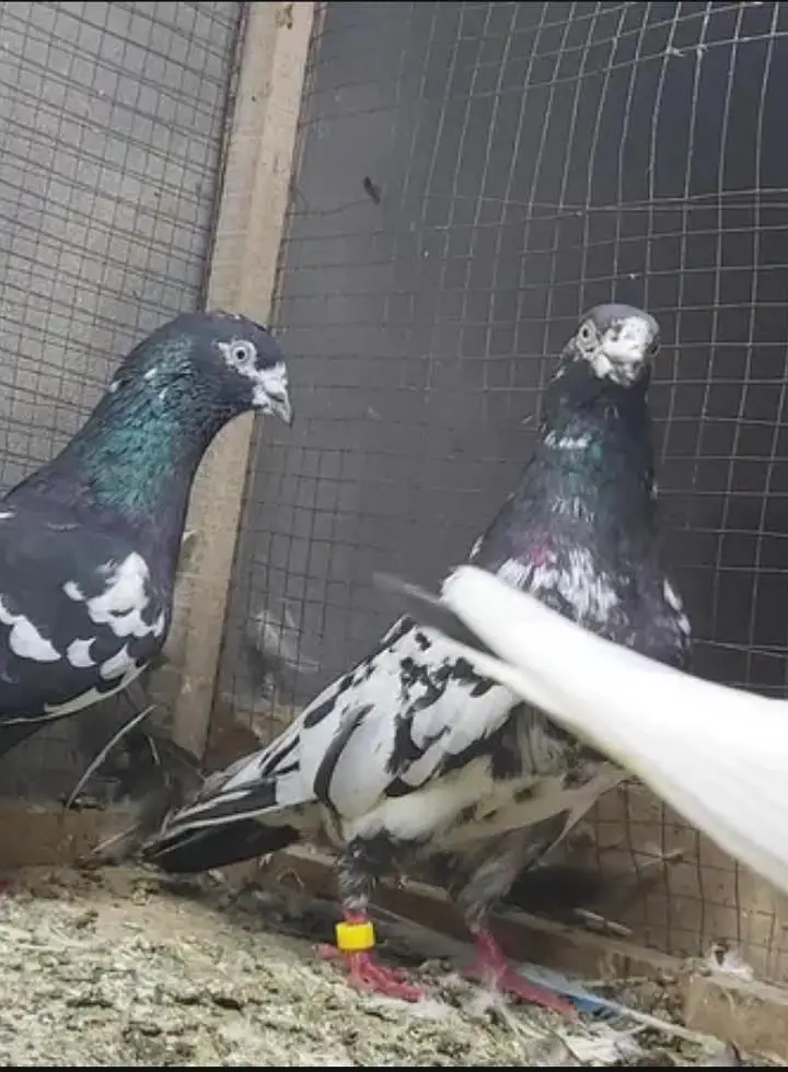 original rampuri pigeon 03262208104 — photo 2