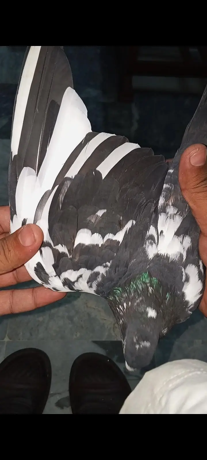 original rampuri pigeon 03262208104 — photo 3