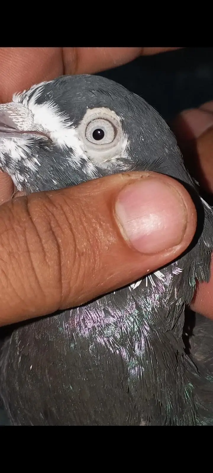 original rampuri pigeon 03262208104 — photo 4