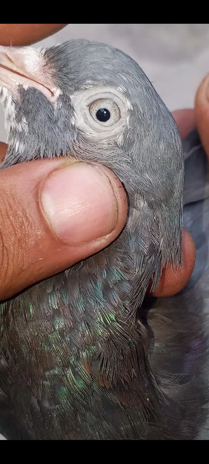 original rampuri pigeon 03262208104 — photo 5