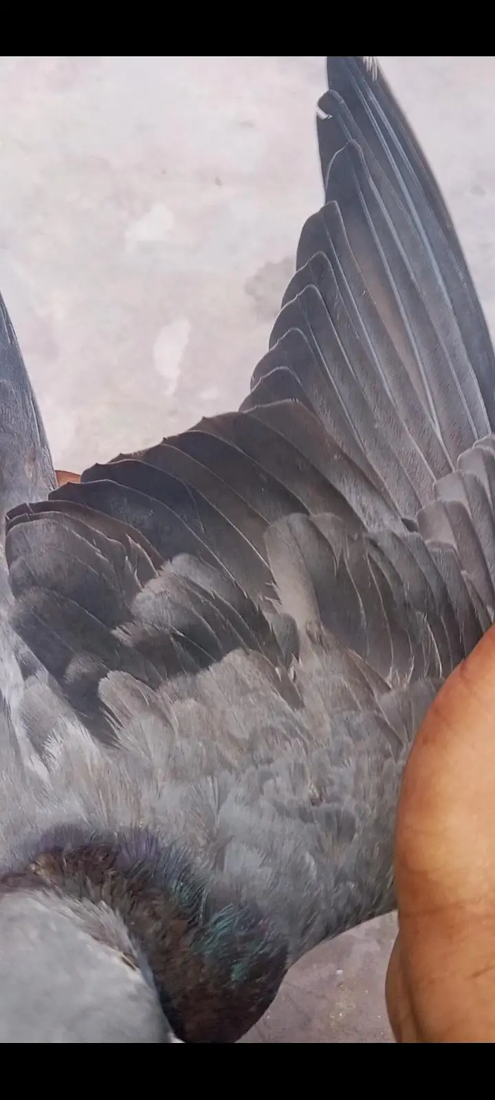 original rampuri pigeon 03262208104 — photo 6