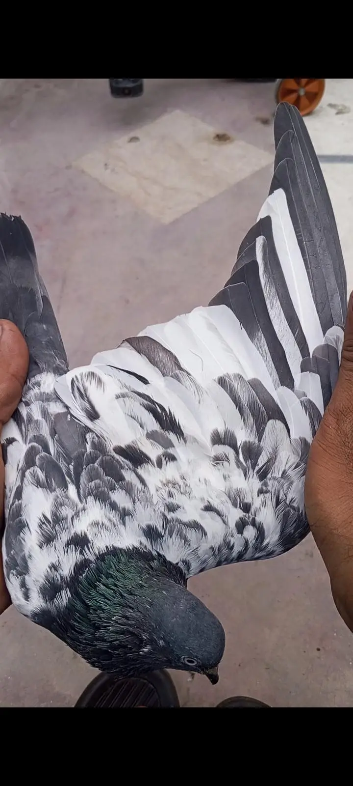 original rampuri pigeon 03262208104 — photo 7
