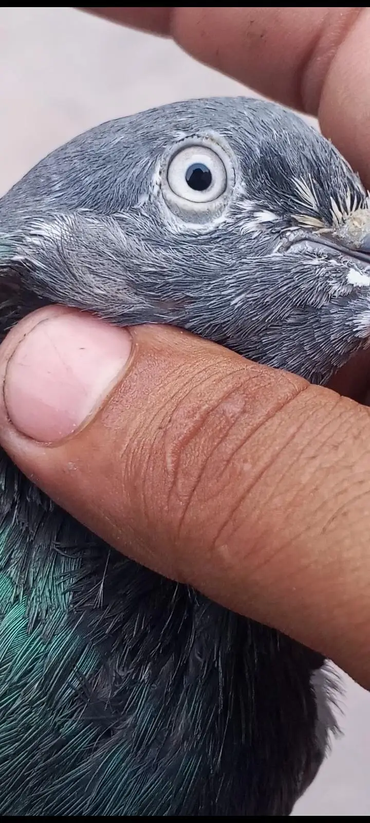 original rampuri pigeon 03262208104 — photo 9