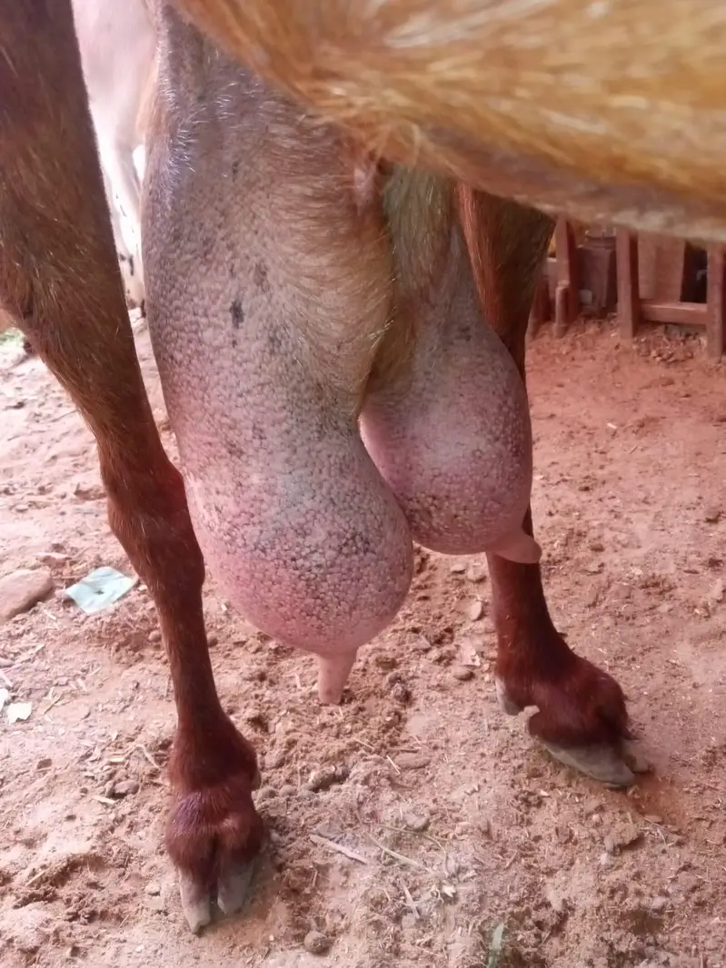 Bakri for sale — photo 2
