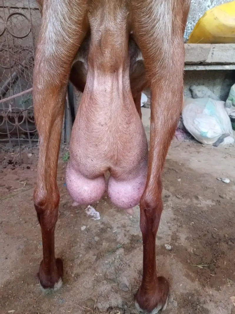Bakri for sale — photo 3