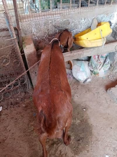 Bakri for sale