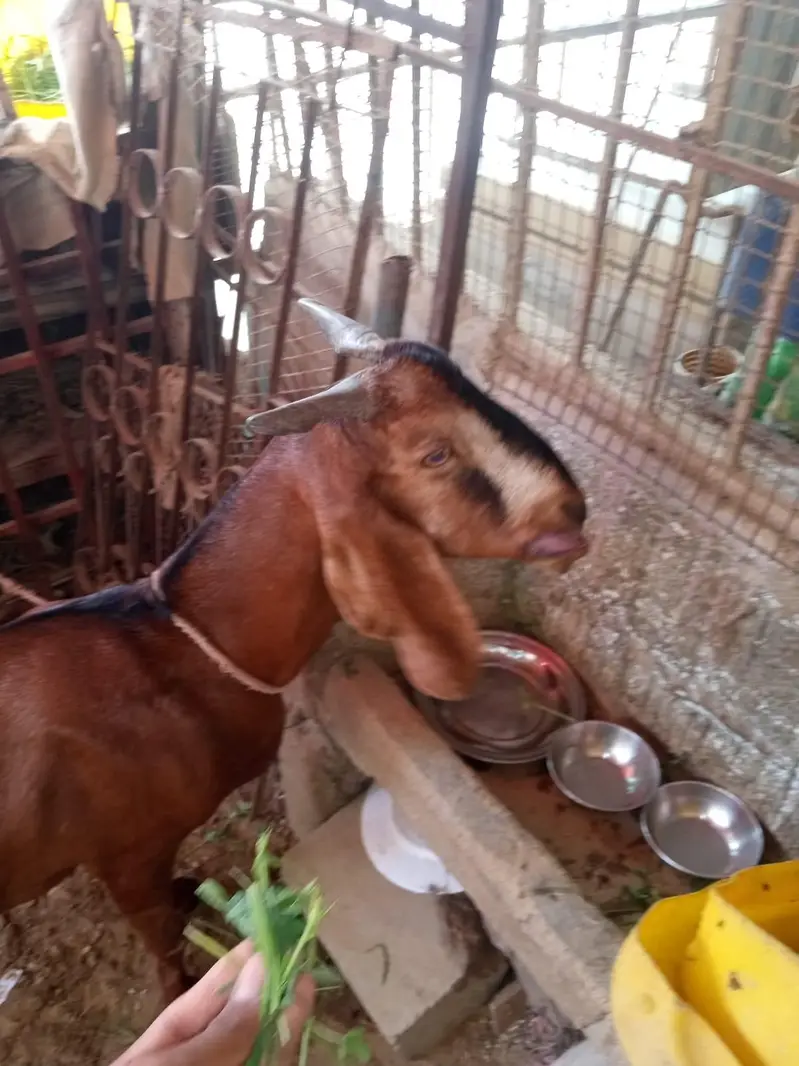 Bakri for sale — photo 4