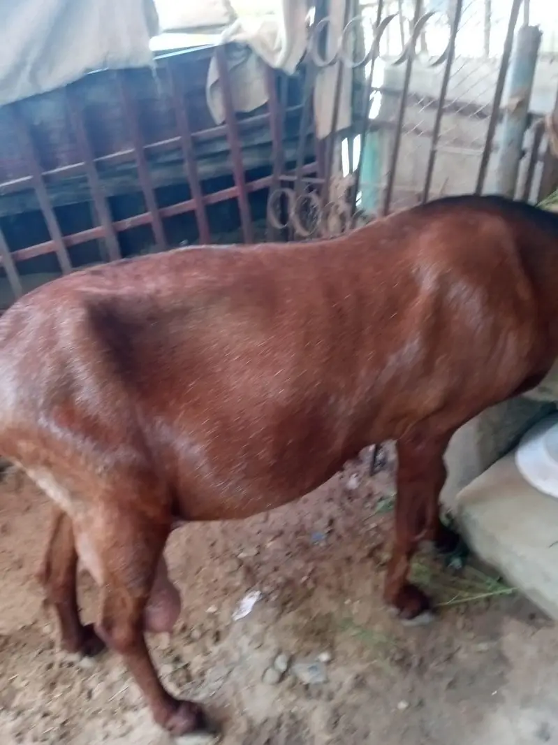 Bakri for sale — photo 5