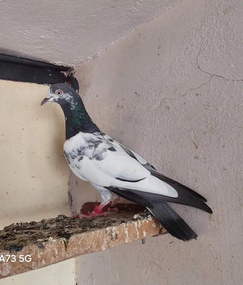 3 females 2 male confirm breeder — photo 2