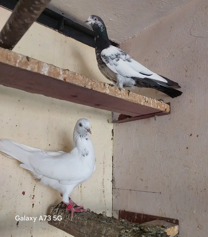 3 females 2 male confirm breeder — photo 3