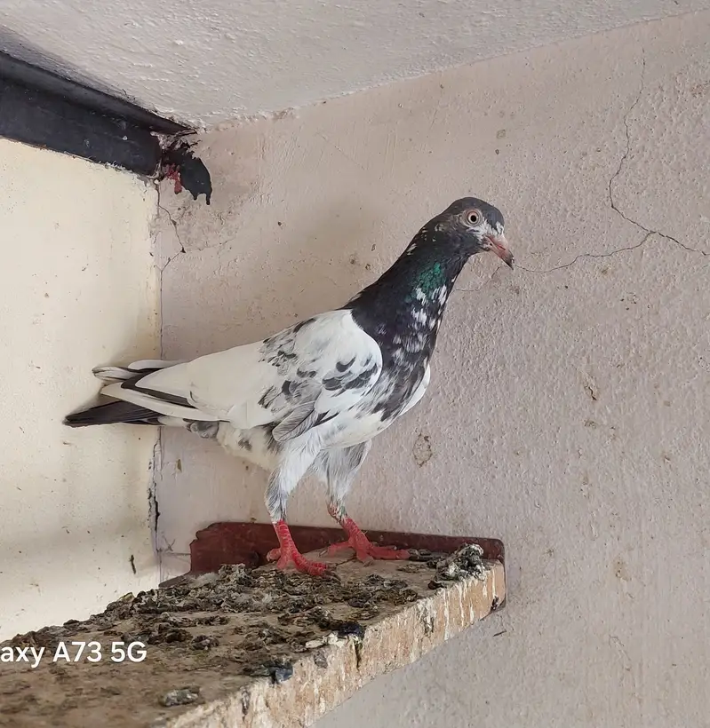 3 females 2 male confirm breeder — photo 6