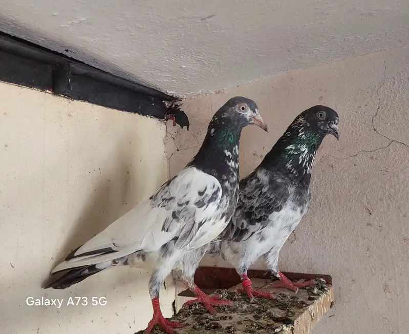 3 females 2 male confirm breeder — photo 7
