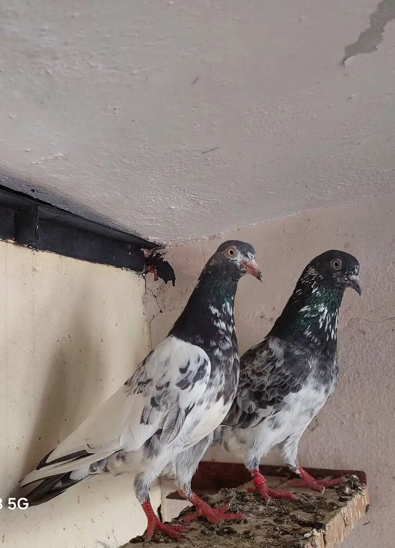 3 females 2 male confirm breeder — photo 8