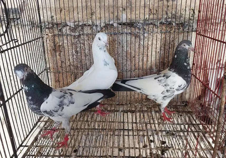 3 females 2 male confirm breeder — photo 10