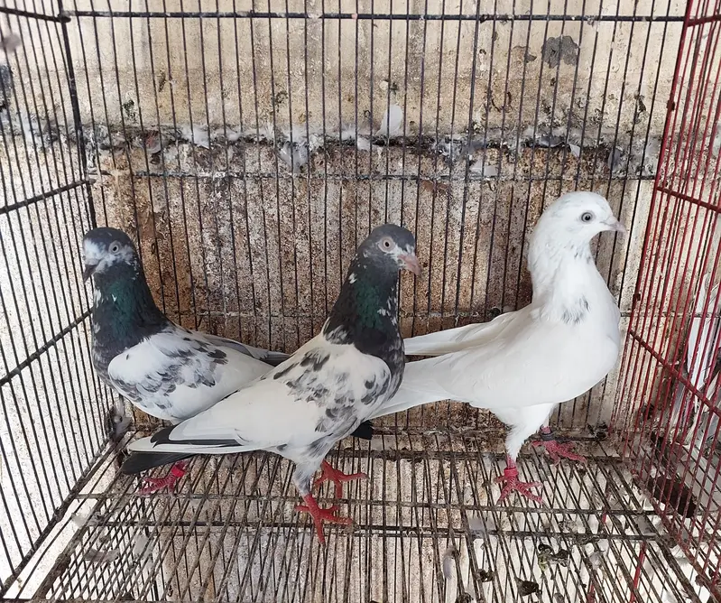 3 females 2 male confirm breeder — photo 11