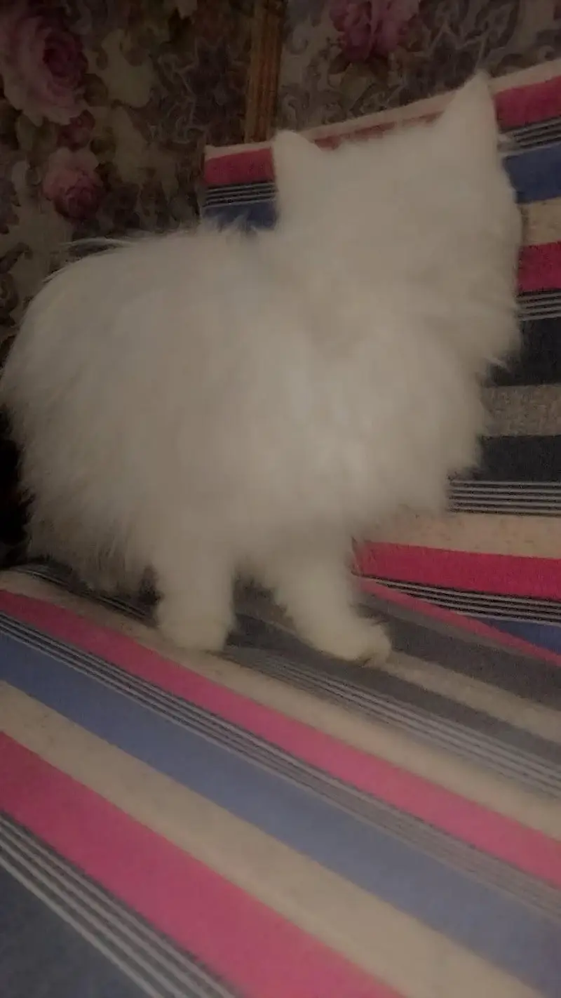 Persian cat — photo 4