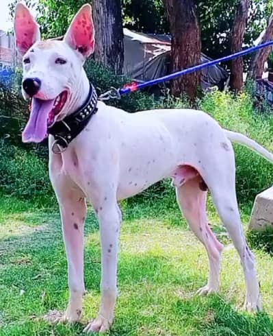kohati gultair male age 10 month for sale