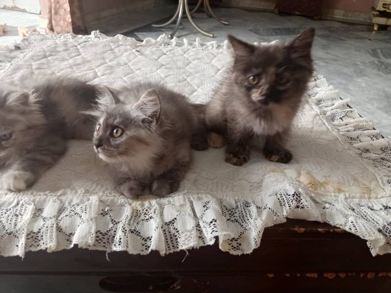 Persian cat 0