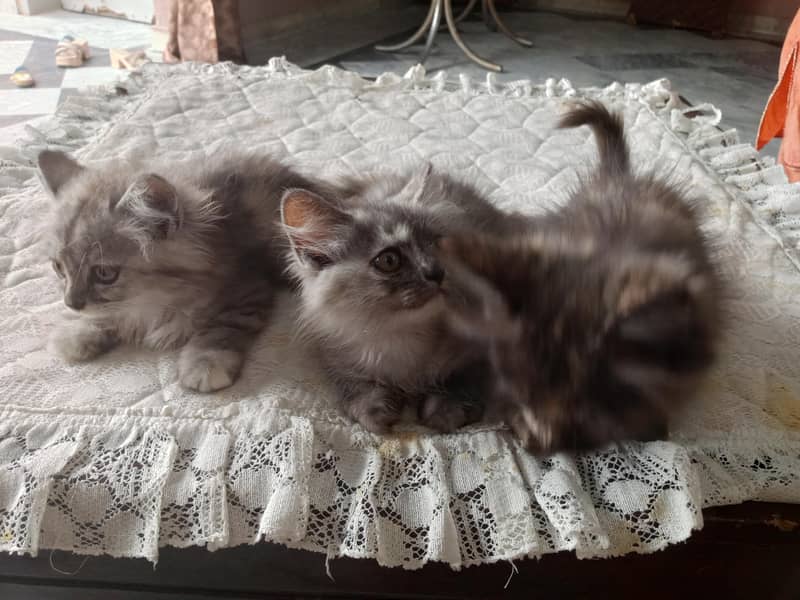 Persian cat 1