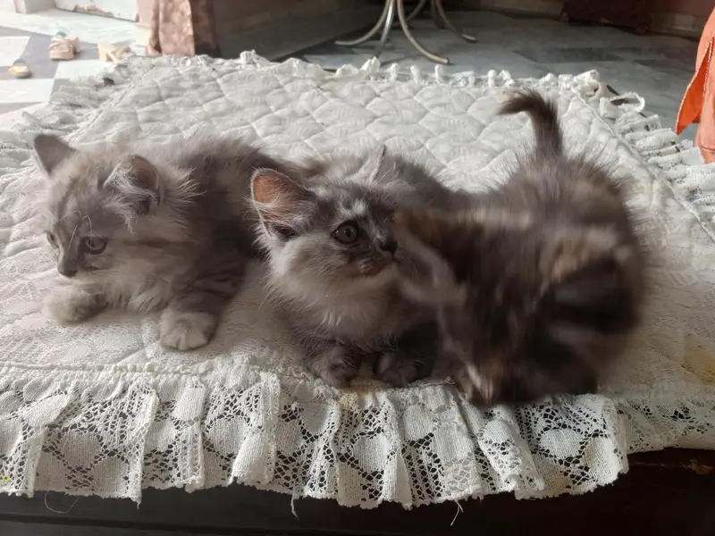Persian cat — photo 2