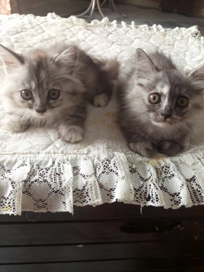 Persian cat 2