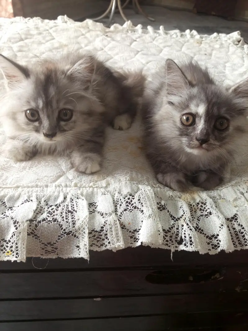 Persian cat — photo 3