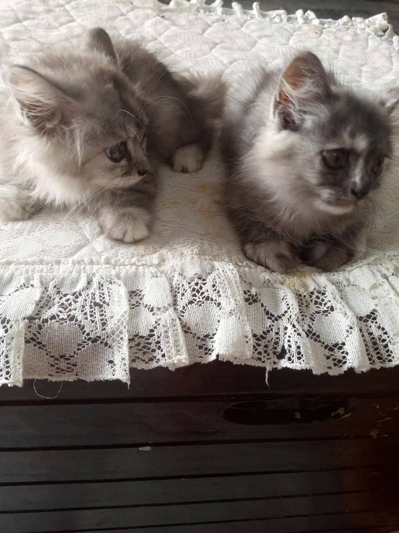 Persian cat 3