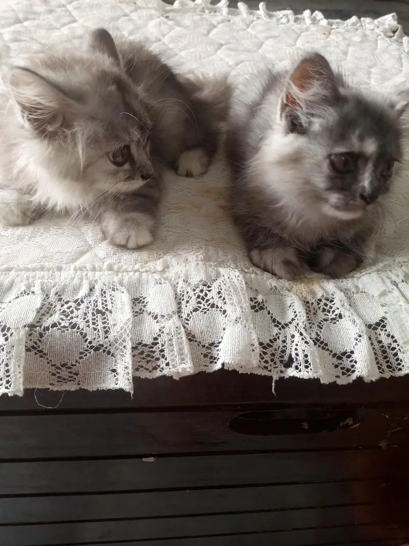 Persian cat — photo 4