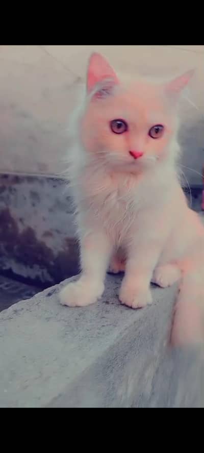 Persian male cat vaccinated