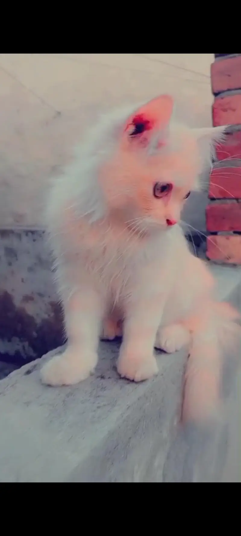 Persian male triple cotted cat — photo 3