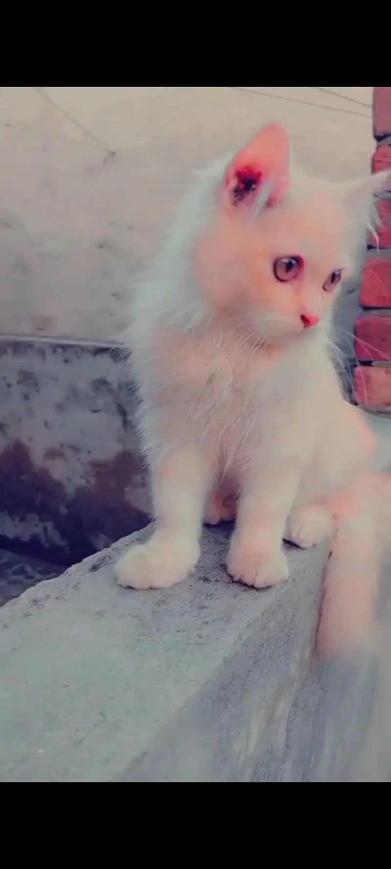 Persian male triple cotted cat — photo 4