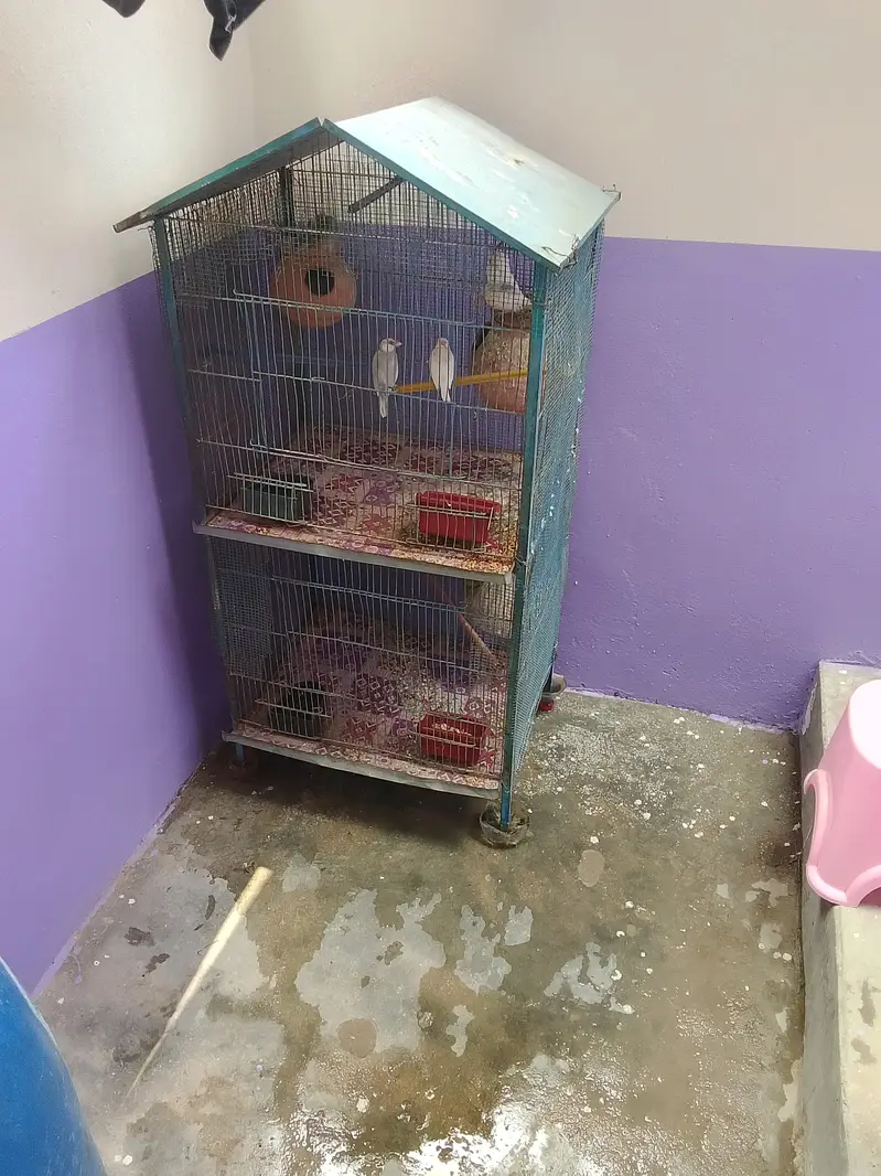 2 portion Cage with Birds