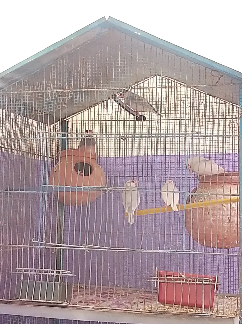 2 portion Cage with Birds — photo 2