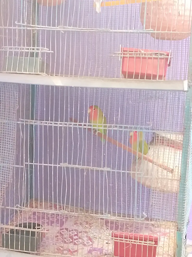 2 portion Cage with Birds — photo 3