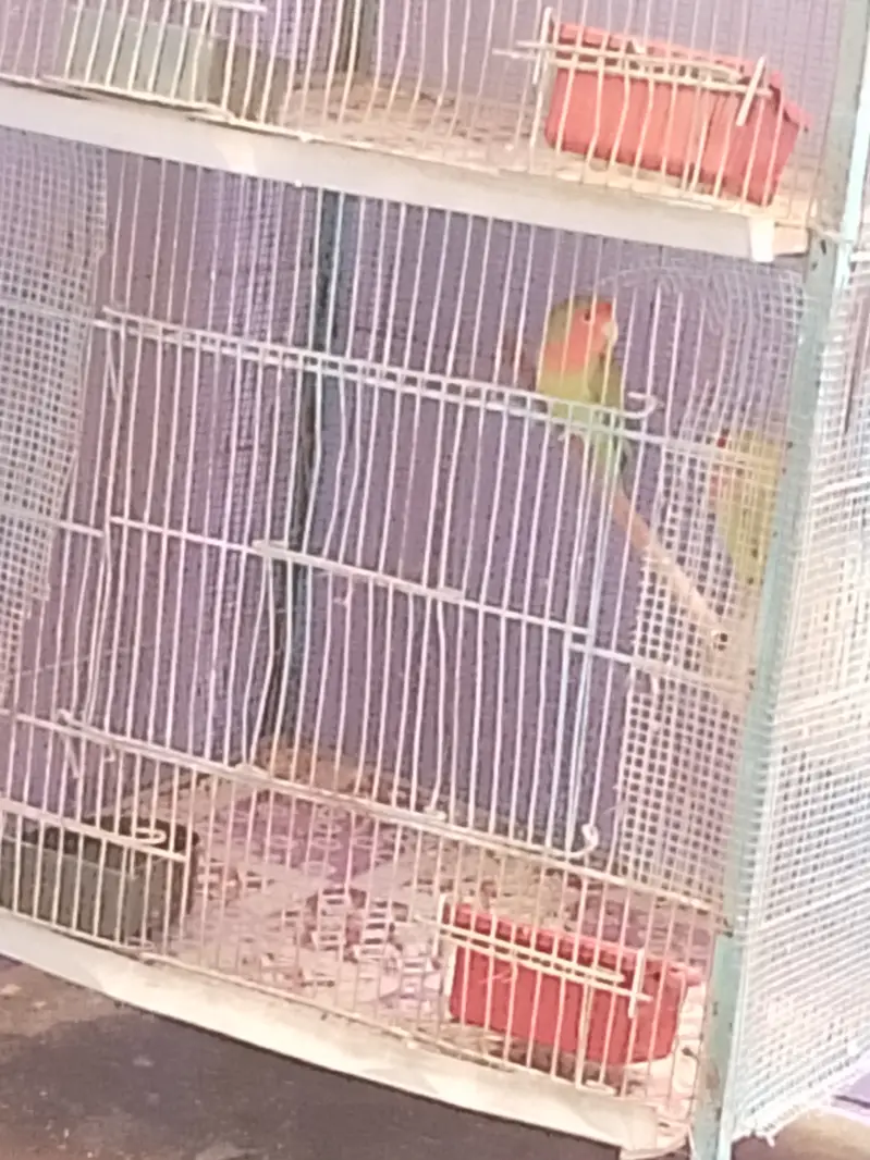 2 portion Cage with Birds — photo 5