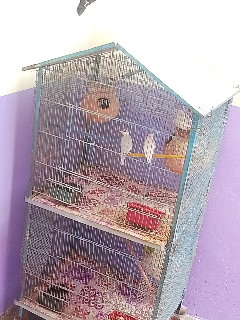 2 portion Cage with Birds — photo 6