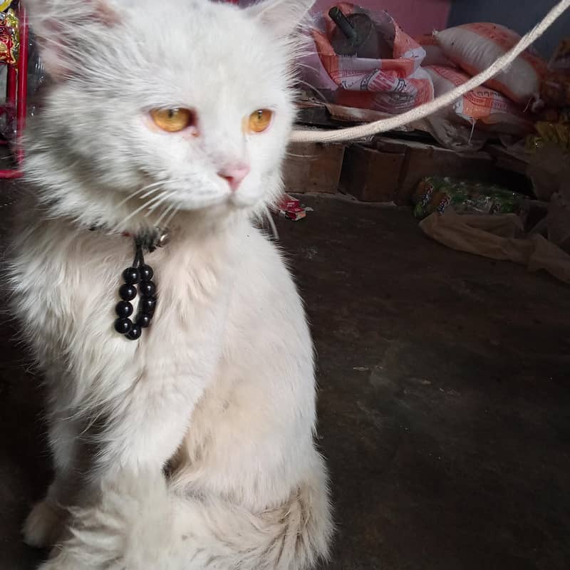 Persian 0
