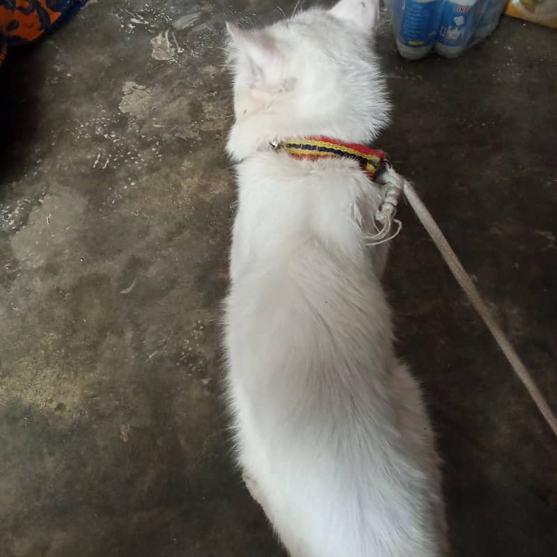 Persian 1