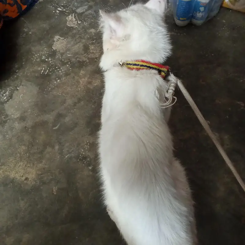 Persian — photo 2