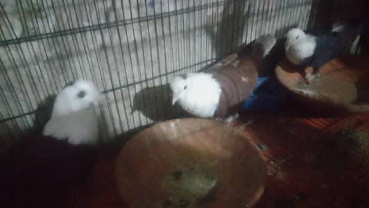 pigeon for sale