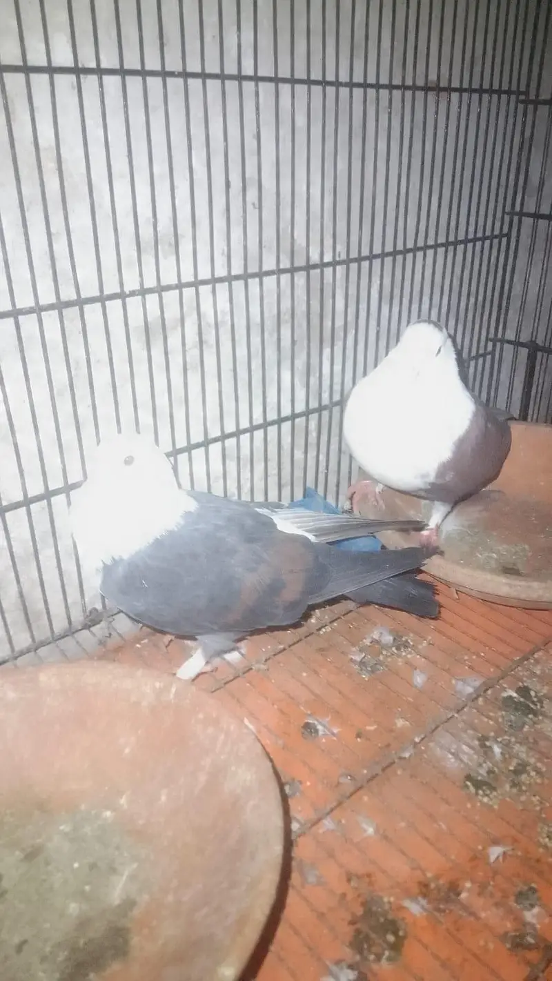 pigeon for sale — photo 2