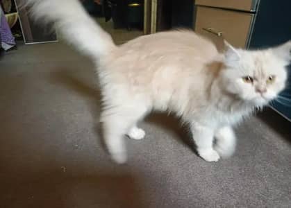 Persian cat