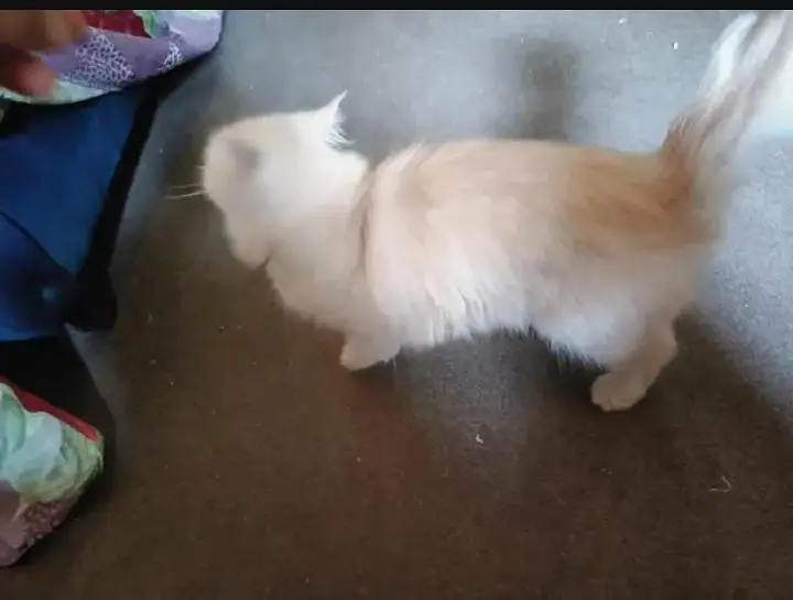 Persian cat — photo 2
